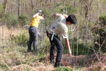 College Forest Tree Planting