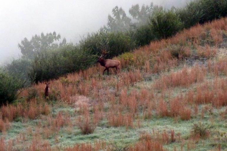 GSC's Department of Land Resources will offer a Wildlife Management major within their Bachelor of Science in Natural Resource Management Program beginning fall 2020